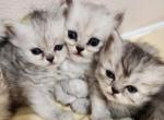 Dollface Petite Persian Kittens - Persian Kitten For Sale - Liberty Lake&comma; WA&comma; US