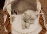 Persian Kitten Petite Silver Chinchilla - Persian Kitten For Sale - Liberty Lake&comma; WA&comma; US