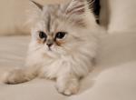 Silver Chinchilla Persian Kittens - Persian Kitten For Sale - 