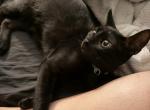 Tommy - Bombay Kitten For Sale - San Jose&comma; CA&comma; US