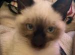 Snow - Domestic Kitten For Sale - San Jose&comma; CA&comma; US