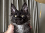 Irvin - Polydactyl Kitten For Sale - Brighton&comma; CO&comma; US