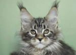 Eva - Maine Coon Kitten For Sale - Brighton&comma; CO&comma; US