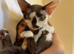 Princess - Devon Rex Kitten For Sale - Brooklyn&comma; NY&comma; US