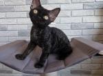 Jack - Devon Rex Kitten For Sale - Brooklyn&comma; NY&comma; US