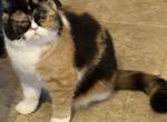 Sabrina - Exotic Cat For Sale - Greencastle&comma; IN&comma; US