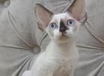 Spotty - Devon Rex Kitten For Sale - Brooklyn&comma; NY&comma; US