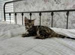 Winnies Bengal Babies - Bengal Kitten For Sale - Charlotte&comma; NC&comma; US
