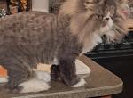 SABASTIAN - Persian Cat For Sale - 