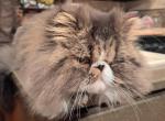 SABASTIAN - Persian Kitten For Sale - 