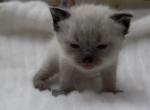 Grey - Ragdoll Kitten For Sale - Desloge&comma; MO&comma; US