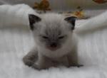 Grey - Siamese Kitten For Sale - Desloge&comma; MO&comma; US