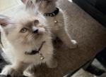 Koky - Ragdoll Kitten For Sale - Westland&comma; MI&comma; US