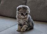 Silver - Scottish Fold Kitten For Sale - Columbia&comma; MD&comma; US