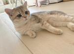 Mochi - British Shorthair Cat For Sale - Yorba Linda&comma; CA&comma; US