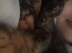 Chloe - Domestic Kitten For Adoption - Greenville&comma; SC&comma; US