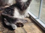 Female polydactyl - Maine Coon Kitten For Sale - 