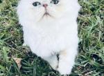 Leonardo - Persian Cat For Sale - Houston&comma; TX&comma; US