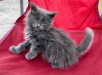 Blue - Maine Coon Kitten For Sale - Andrews&comma; NC&comma; US