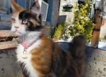 Aurora - Maine Coon Cat For Sale - 