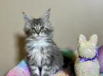 Miranda Lambert - Maine Coon Kitten For Sale - Salem&comma; OH&comma; US