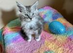 Hank Williams - Maine Coon Kitten For Sale - Salem&comma; OH&comma; US