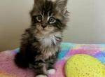 Patsy Cline - Maine Coon Kitten For Sale - Salem&comma; OH&comma; US