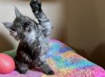 Loretta Lynn - Maine Coon Kitten For Sale - Salem&comma; OH&comma; US