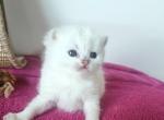 Max - British Shorthair Kitten For Sale - New York&comma; NY&comma; US