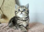Candy - British Shorthair Kitten For Sale - New York&comma; NY&comma; US