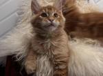 Oranj - Maine Coon Kitten For Sale - AK&comma; US