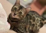 Luxurai Bengals - Bengal Kitten For Sale - 
