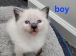 chocolate boy - Balinese Kitten For Sale - Wayland&comma; MA&comma; US