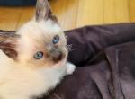 seal girl - Siamese Kitten For Sale - Wayland&comma; MA&comma; US