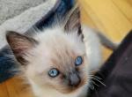seal point boy - Balinese Kitten For Sale - Wayland&comma; MA&comma; US