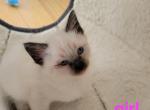 seal point girl - Balinese Kitten For Sale - Wayland&comma; MA&comma; US