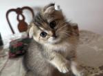 Mila - British Shorthair Kitten For Sale - Kissimmee&comma; FL&comma; US