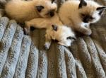 3 Balls of Fun - Himalayan Kitten For Sale - 