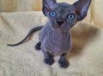 Lina bambino - Bambino Kitten For Sale - Brooklyn&comma; NY&comma; US