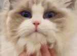 Swaro TICA registered - Ragdoll Cat For Sale - P J S&comma; NY&comma; US