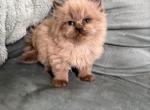 Seal mink point female - Ragdoll Kitten For Sale - Butler&comma; PA&comma; US