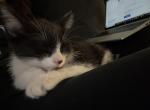 Mimi - Domestic Cat For Adoption - Miami&comma; FL&comma; US
