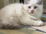 Tica blue bi color female - Ragdoll Kitten For Sale - Butler&comma; PA&comma; US