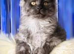 Chai - Maine Coon Kitten For Sale - McArthur&comma; CA&comma; US