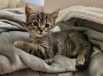 Kitten - Domestic Kitten For Adoption - N Highlands&comma; CA&comma; US