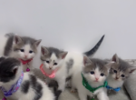Beautiful domestic short hair kittens - American Shorthair Kitten For Sale - Dearborn Heights&comma; MI&comma; US
