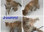 Scout&Johnny - Bengal Kitten For Sale - ME&comma; US