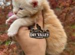 XXL SHADED Cream smoke - Maine Coon Kitten For Sale - Cookeville&comma; TN&comma; US