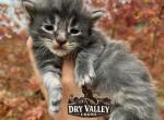 XXL BLUE - Maine Coon Kitten For Sale - Cookeville&comma; TN&comma; US