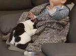 Tickles M - Polydactyl Kitten For Sale/Service - Phila&comma; PA&comma; US
